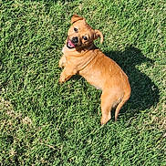 Rielly joined the competition — help win amazing prizes! dog, grass, outdoor, sunlight, shadow, pet, happy, brown, canine, small_dog, animal, nature, playful, looking_up, daylight, tongue_out, ears, fur, walking, lawn