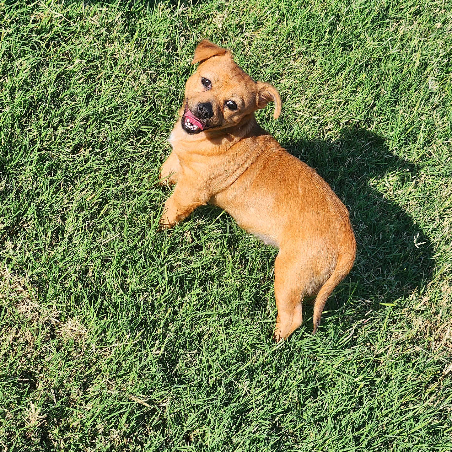 Rielly joined the competition — help win amazing prizes! animal, brown, canine, daylight, dog, ears, fur, grass, happy, lawn, looking_up, nature, outdoor, pet, playful, shadow, small_dog, sunlight, tongue_out, walking