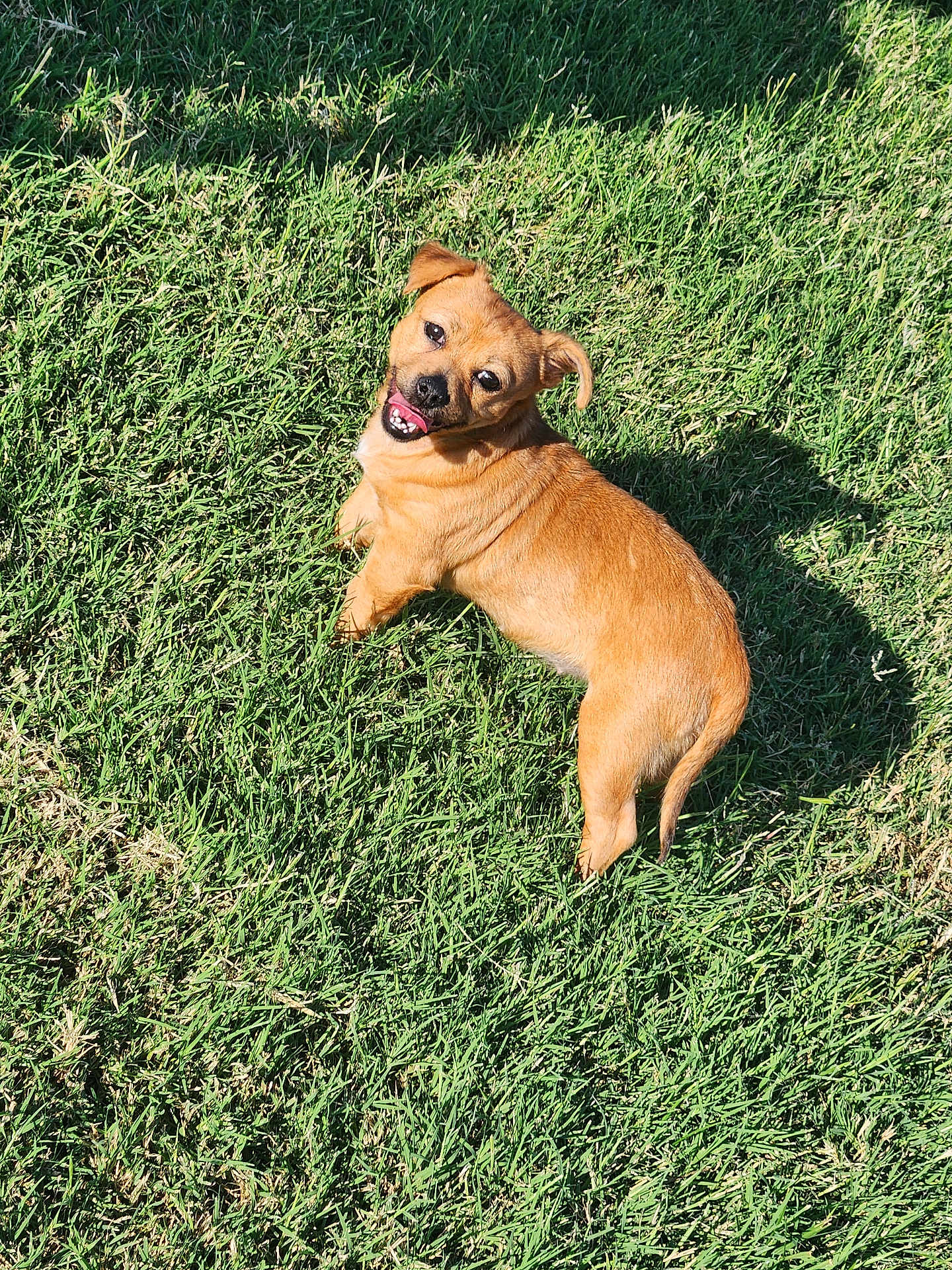 Rielly joined the competition — help win amazing prizes! dog, grass, outdoor, sunlight, shadow, pet, happy, brown, canine, small_dog, animal, nature, playful, looking_up, daylight, tongue_out, ears, fur, walking, lawn