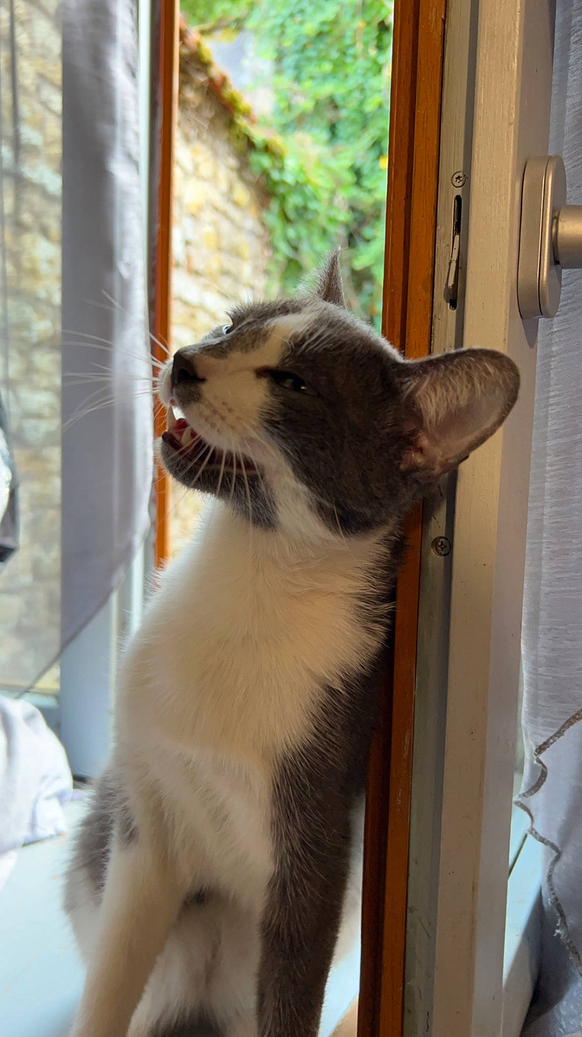 Thanos a rejoint le concours — aidez-le/la à gagner de superbes lots ! carnivore, cat, claw, collar, domestic_short_haired_cat, door, door_handle, fawn, felidae, fixture, fur, home_door, paw, small_to_medium_sized_cats, snout, tail, terrestrial_animal, whiskers, window, wood