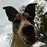April a rejoint le concours — aidez-le/la à gagner de superbes lots ! animal, canine, close_up, cloudy, curious, daylight, dog, ears, leaf, nature, nose, outdoor, pet, playful, portrait, sky, snout, tongue, tree, whiskers