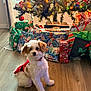 dog, puppy, christmas_tree, presents, gift_wrapping, holiday, festive, decorations, ornaments, wooden_floor, indoor, pet, cute, fluffy, red_outfit, celebration, seasonal, holiday_lighting, christmas, festivity