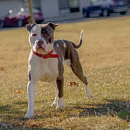 Darthvader joined the competition — help win amazing prizes! background_cars, daytime, dog, ears, grass, muscular, outdoors, park, pet, pitbull, playful, portrait, red_collar, short_fur, single_animal, standing, sunlit, tail, walking, white_markings