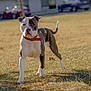 background_cars, daytime, dog, ears, grass, muscular, outdoors, park, pet, pitbull, playful, portrait, red_collar, short_fur, single_animal, standing, sunlit, tail, walking, white_markings