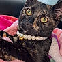 bell, blanket, car_interior, cat, closeup, collar, cozy, cute, fur, green_eyes, indoors, kitten, pearl_necklace, pet, pink_blanket, portrait, rainy_window, snuggling, tortoiseshell_cat, window