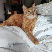 Harry a rejoint le concours — aidez-le/la à gagner de superbes lots ! cat, ginger_cat, indoor, bed, blanket, white_bedding, furniture, lamp, table, green_eyes, pet, relaxed, fur, cozy, resting, domestic, animal, cute, household, comfort