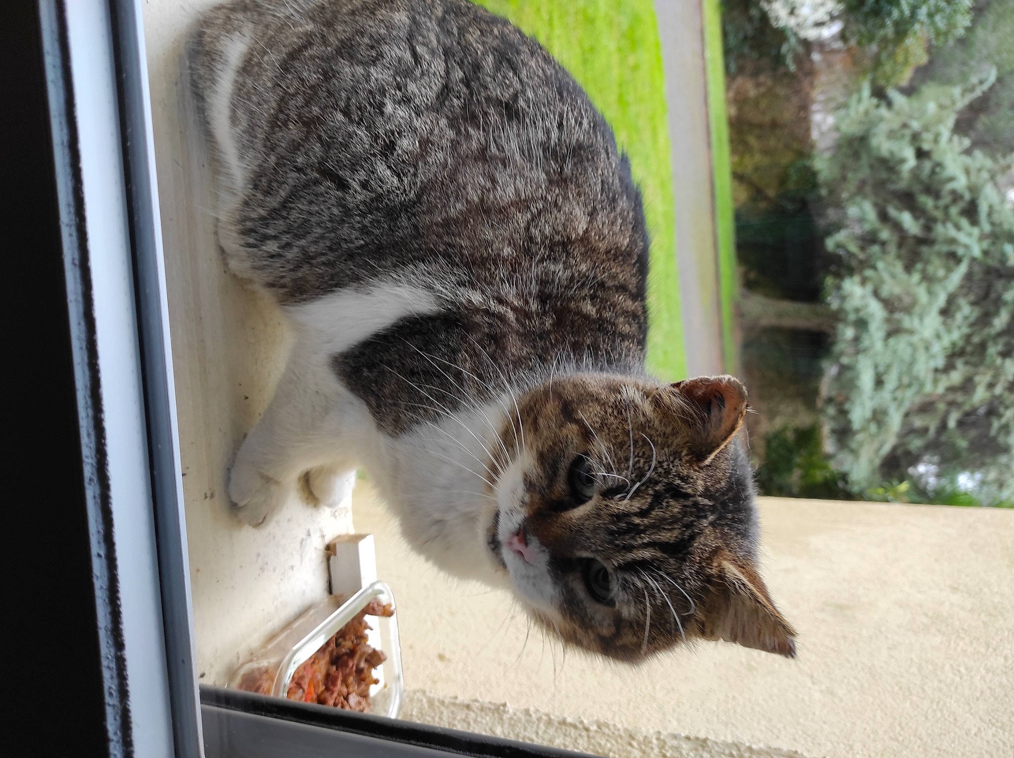 Topaze participe au concours pour gagner de l'argent avec cette photo : animal_feed, carnivore, cat, cat_supply, claw, domestic_short_haired_cat, felidae, fox_squirrel, fur, grass, mammal, pet_supply, plant, rodent, small_to_medium_sized_cats, snout, tail, terrestrial_animal, whiskers, wildlife