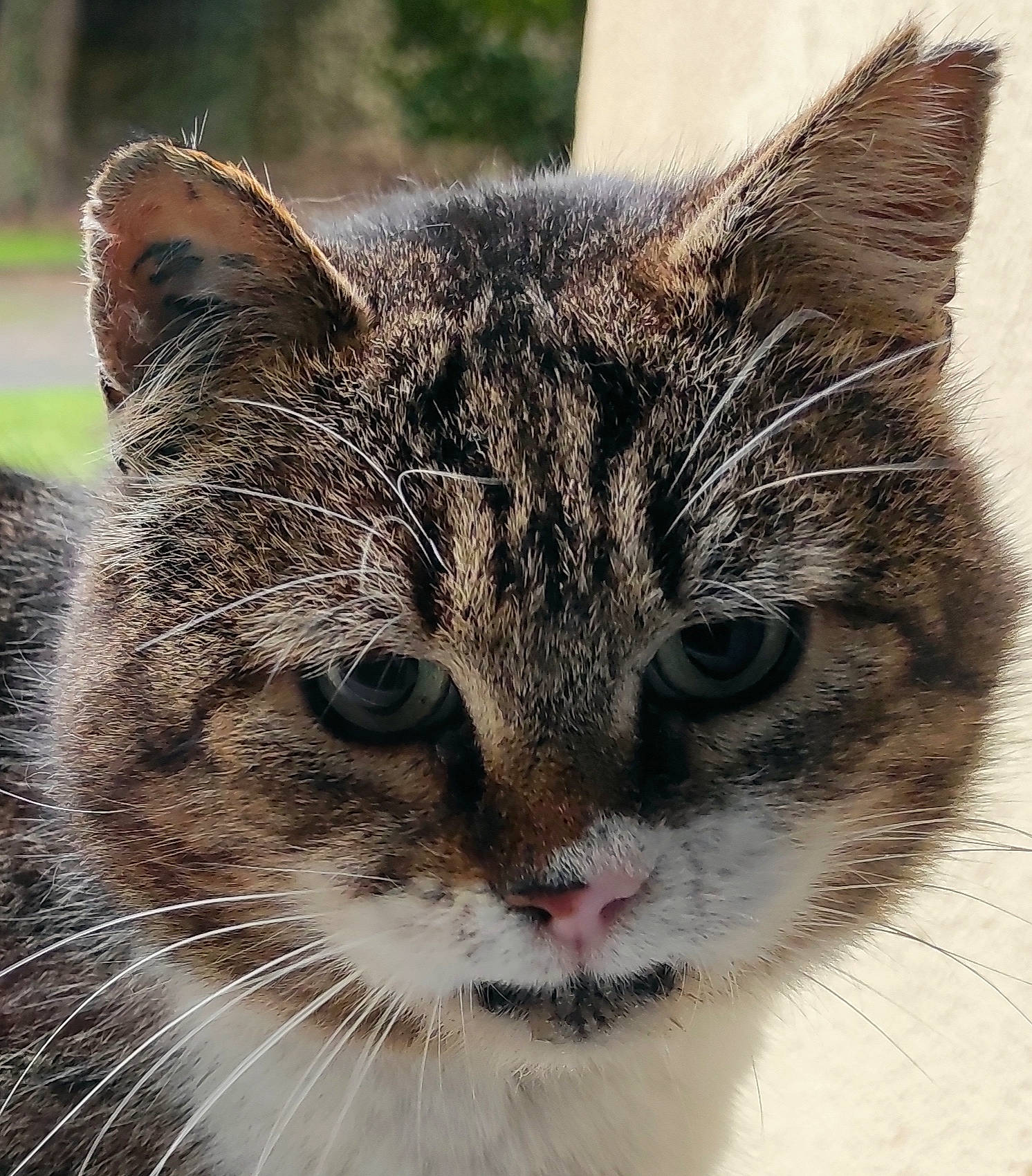 Topaze participe au concours pour gagner de l'argent avec cette photo : art, bobcat, carnivore, cat, claw, collar, domestic_short_haired_cat, eye, felidae, fur, grass, head, paw, small_to_medium_sized_cats, snout, terrestrial_animal, whiskers, wildlife, window