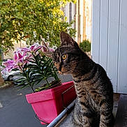 Loki participe au concours pour gagner de l'argent avec cette photo : cat, tabby_cat, flower_pot, lilies, pink_flower_pot, balcony, urban, trees, greenery, sunlight, yellow_eyes, pet, outdoor, nature, animal, curious, sitting, side_view, close_up, daylight