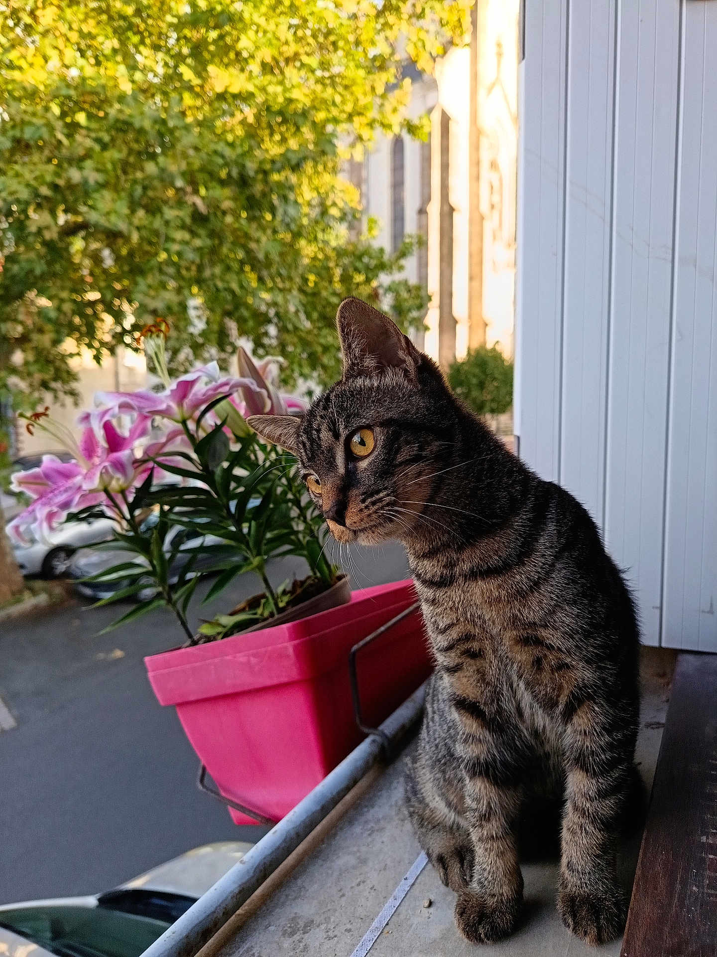 Loki