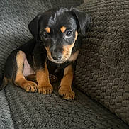 Auggie Garcia is registered to the contest to win money with this photo: adorable, black_and_tan, blanket, canine, close_up, couch, dog, ears, eyespupils, fur, indoor, looking_at_camera, paws, pet, portrait, puppy, sitting, small_dog, textured_fabric, young