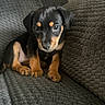 adorable, black_and_tan, blanket, canine, close_up, couch, dog, ears, eyespupils, fur, indoor, looking_at_camera, paws, pet, portrait, puppy, sitting, small_dog, textured_fabric, young
