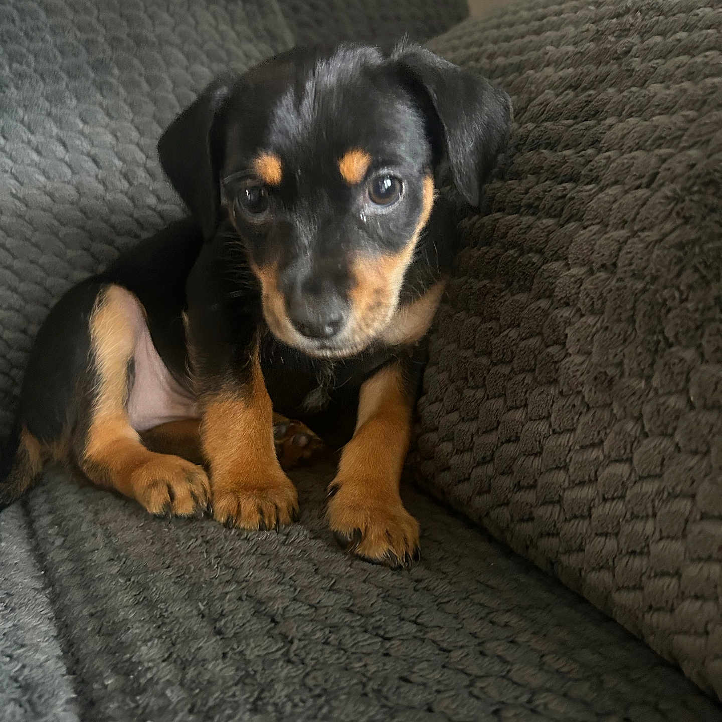 Auggie Garcia is registered to the contest to win money with this photo: adorable, black_and_tan, blanket, canine, close_up, couch, dog, ears, eyespupils, fur, indoor, looking_at_camera, paws, pet, portrait, puppy, sitting, small_dog, textured_fabric, young