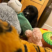 Mocha is registered to the contest to win money with this photo: animal, black_dog, blurry_foreground, colorful, cozy, curious, cute, dog, fabric, furniture, home, indoor, pet, playful, plush, puppy, soft_toy, stuffed_toy, toy, wooden_cabinet