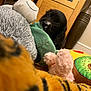 animal, black_dog, blurry_foreground, colorful, cozy, curious, cute, dog, fabric, furniture, home, indoor, pet, playful, plush, puppy, soft_toy, stuffed_toy, toy, wooden_cabinet