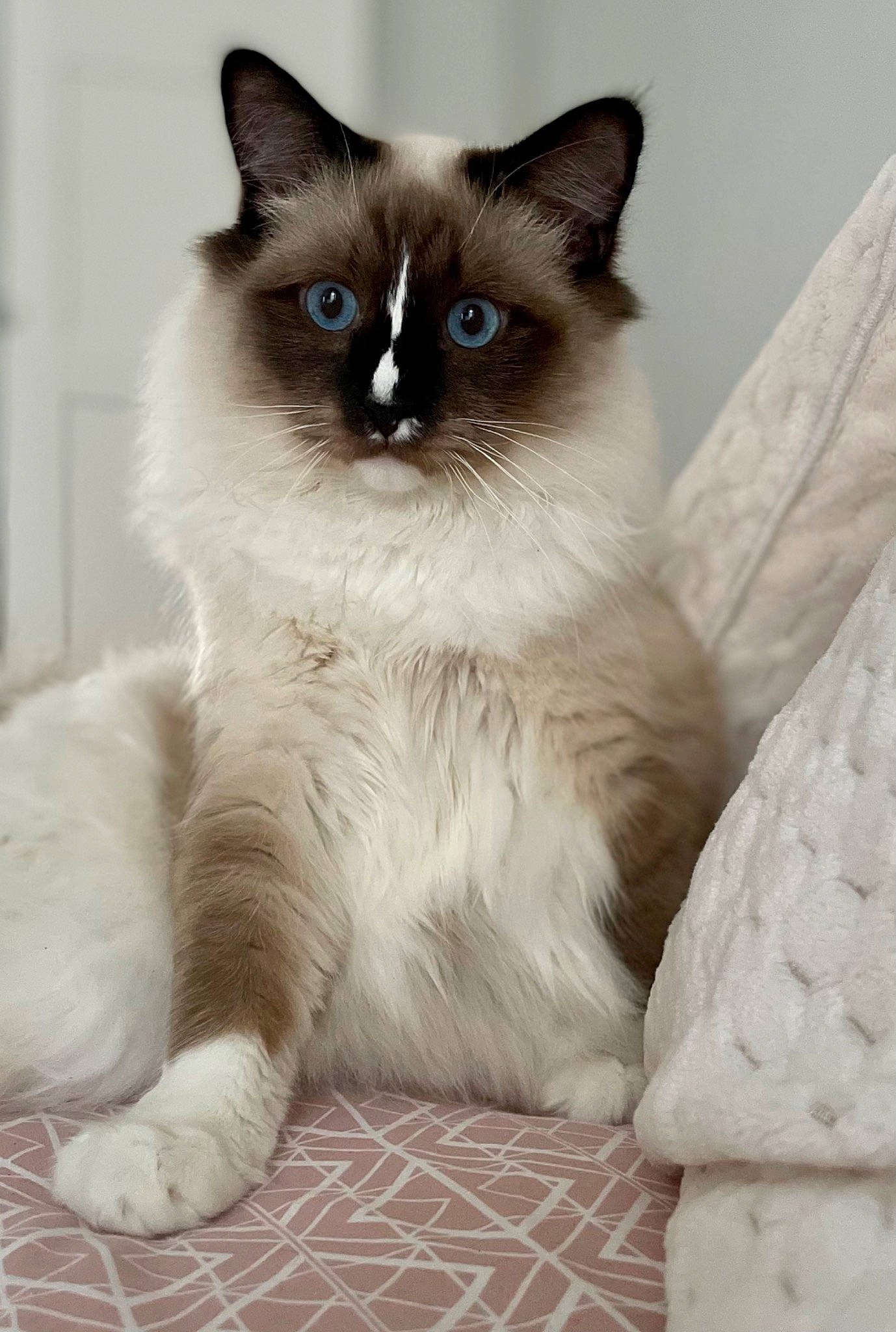 Blue participe au concours pour gagner de l'argent avec cette photo : balinese, birman, carnivore, cat, curious, fawn, felidae, fur, siamese, sitting, small_to_medium_sized_cats, snout, terrestrial_animal, thai, tonkinese, whiskers