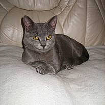 Finette participe au concours pour gagner de l'argent avec cette photo : black_cat, carnivore, cat, cat_supply, comfort, domestic_short_haired_cat, felidae, fur, grey, russian_blue, sitting, small_to_medium_sized_cats, snout, tail, whiskers