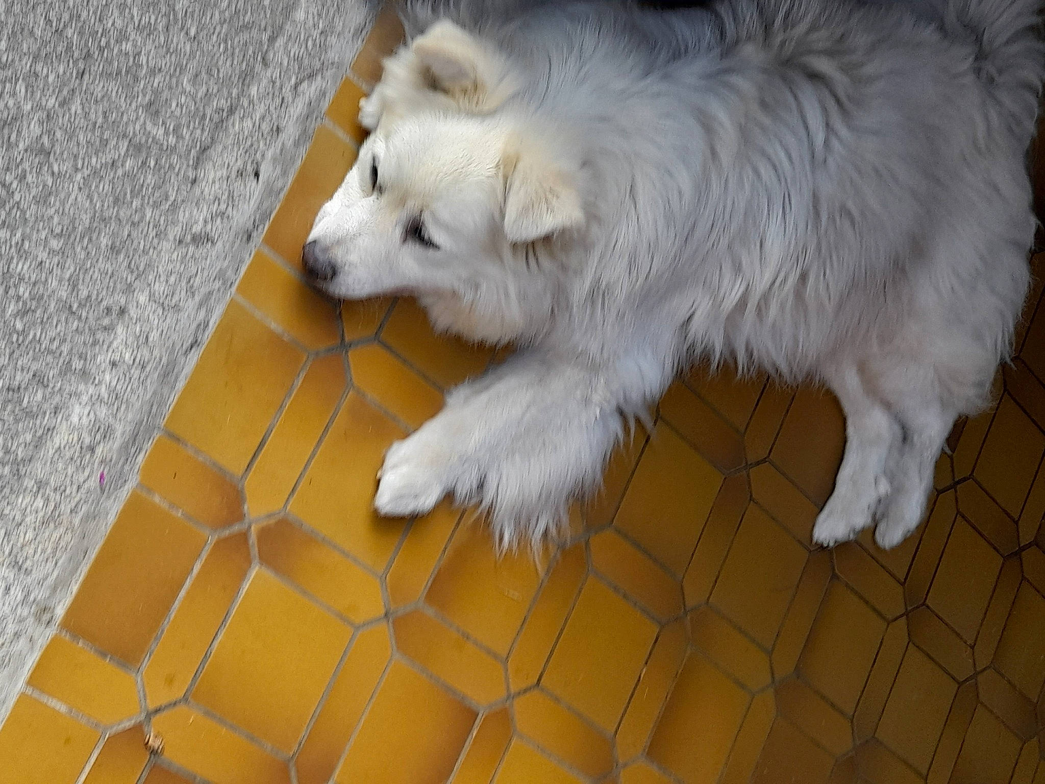 Tempo a rejoint le concours — aidez-le/la à gagner de superbes lots ! canidae, carnivore, companion_dog, dog, dog_breed, floor, flooring, fur, german_spitz, german_spitz_mittel, indian_spitz, road_surface, samoyed, sidewalk, spitz, sporting_group, tail, tile_flooring, volpino_italiano, working_animal