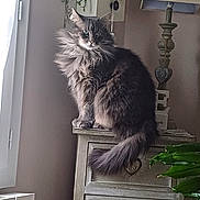 Nina a rejoint le concours — aidez-le/la à gagner de superbes lots ! cabinet, cat, cozy, curtains, decor, feline, fluffy, furniture, gray, heart_ornament, home, indoor, lamp, pet, plant, portrait, sitting, tail, window, wooden_furniture
