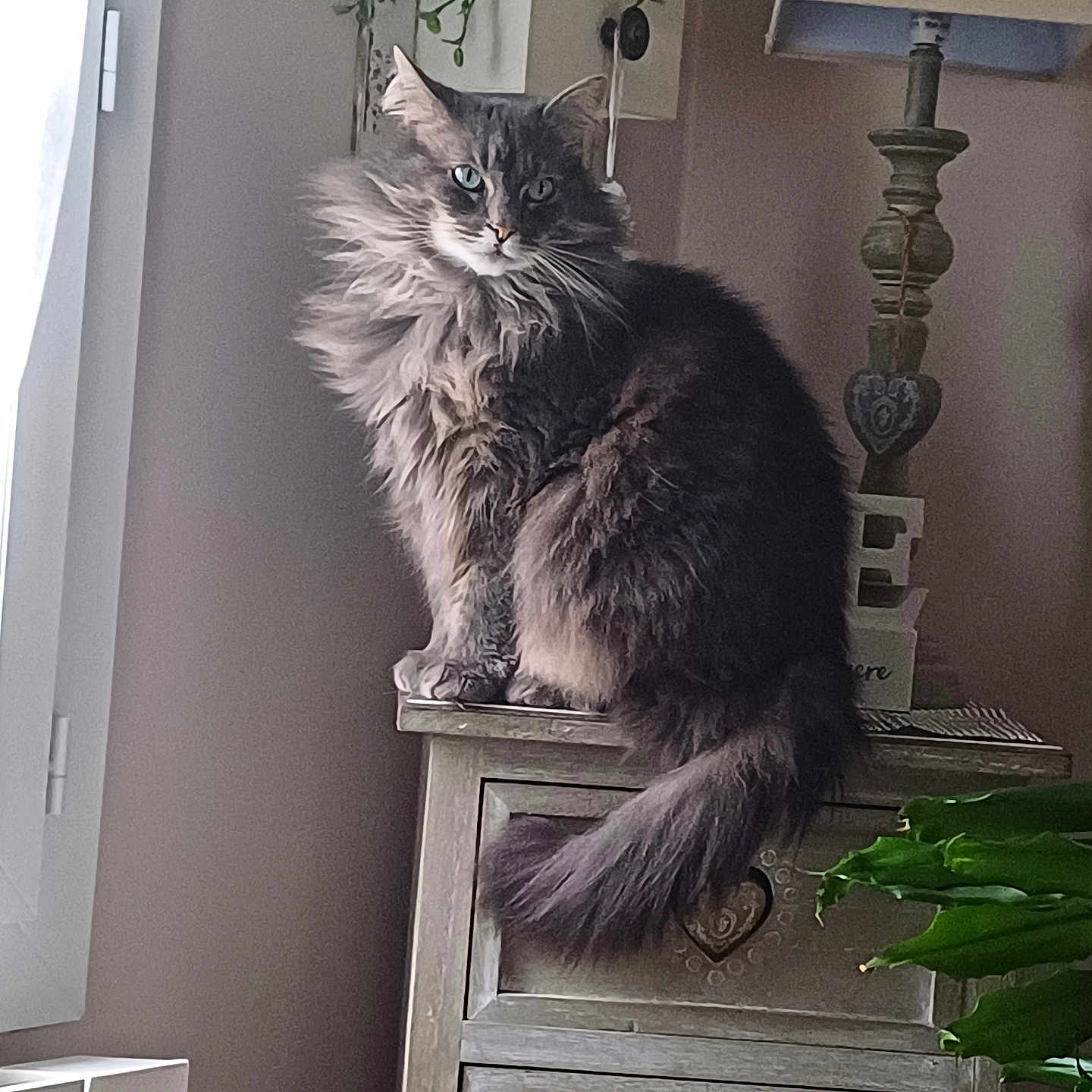 Nina