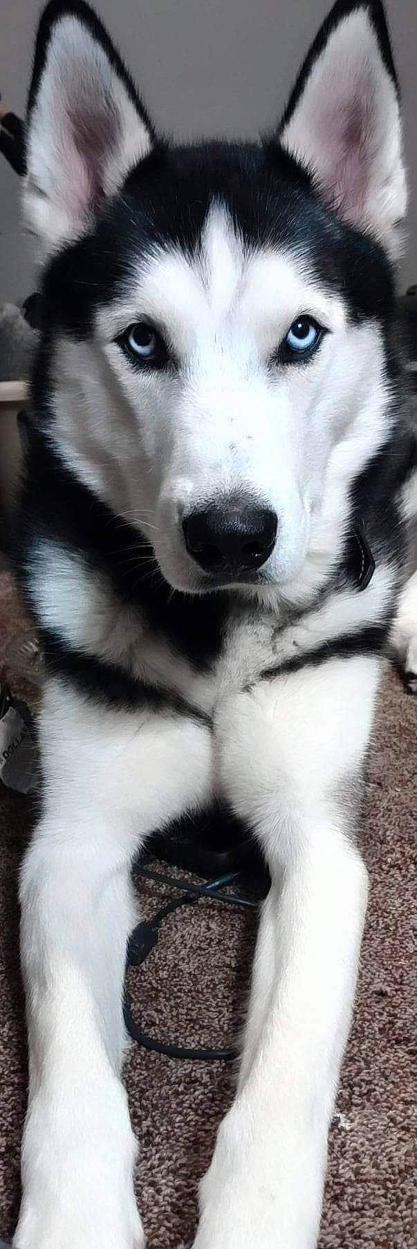 Keegan joined the competition — help win amazing prizes! ancient_dog_breeds, canidae, carnivore, companion_dog, dog, dog_breed, fur, light, monochrome, monochrome_photography, photography, siberian_husky, sled_dog, snout, sporting_group, terrestrial_animal, whiskers, white, working_animal, working_dog