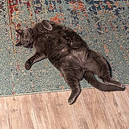 Smokey is registered to the contest to win money with this photo: cat, gray_cat, pet, indoor, relaxed, lying_down, rug, patterned_rug, floor, wood_floor, feline, fur, whiskers, paw, tail, domestic_animal, cute, animal, resting, cozy