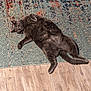 cat, gray_cat, pet, indoor, relaxed, lying_down, rug, patterned_rug, floor, wood_floor, feline, fur, whiskers, paw, tail, domestic_animal, cute, animal, resting, cozy