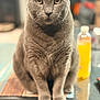 cat, gray_cat, pet, animal, feline, sitting, table, indoor, blurred_background, fur, whiskers, ears, eyes, domestic_cat, closeup, portrait, focused, calm, household, yellow_bottle