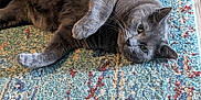 Smokey joined the competition — help win amazing prizes! cat, gray_cat, pet, feline, animal, indoor, rug, carpet, wood_floor, relaxed, lying_down, paw, fur, whiskers, ears, eyes, cute, domestic_animal, flooring, home