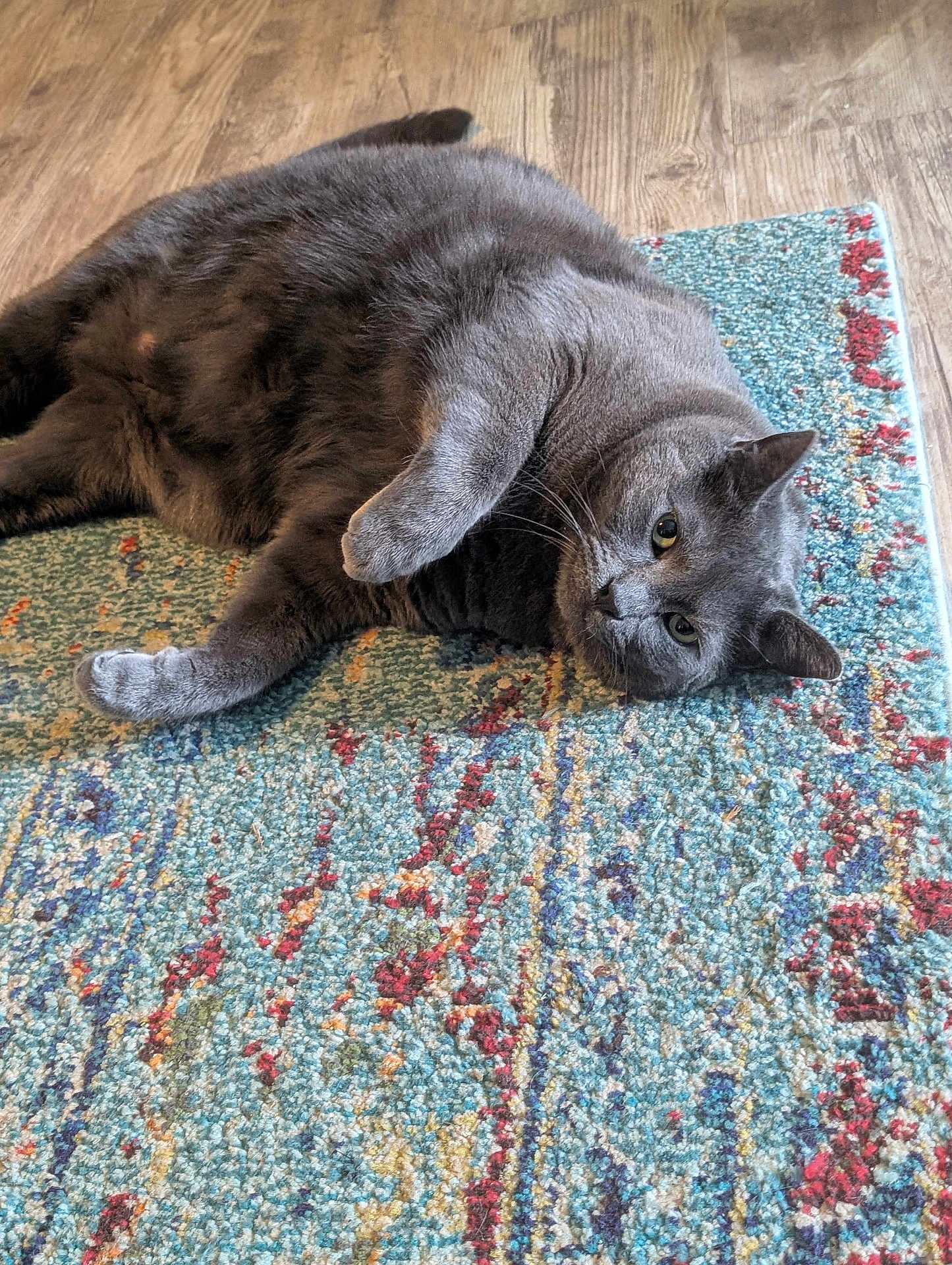 Smokey joined the competition — help win amazing prizes! cat, gray_cat, pet, feline, animal, indoor, rug, carpet, wood_floor, relaxed, lying_down, paw, fur, whiskers, ears, eyes, cute, domestic_animal, flooring, home