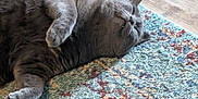 Smokey joined the competition — help win amazing prizes! animal, cat, cozy, cute, domestic_cat, feline, floor, fur, gray_cat, home, indoor, lying_down, patterned_rug, paw, pet, relaxed, resting, rug, sleeping, whiskers