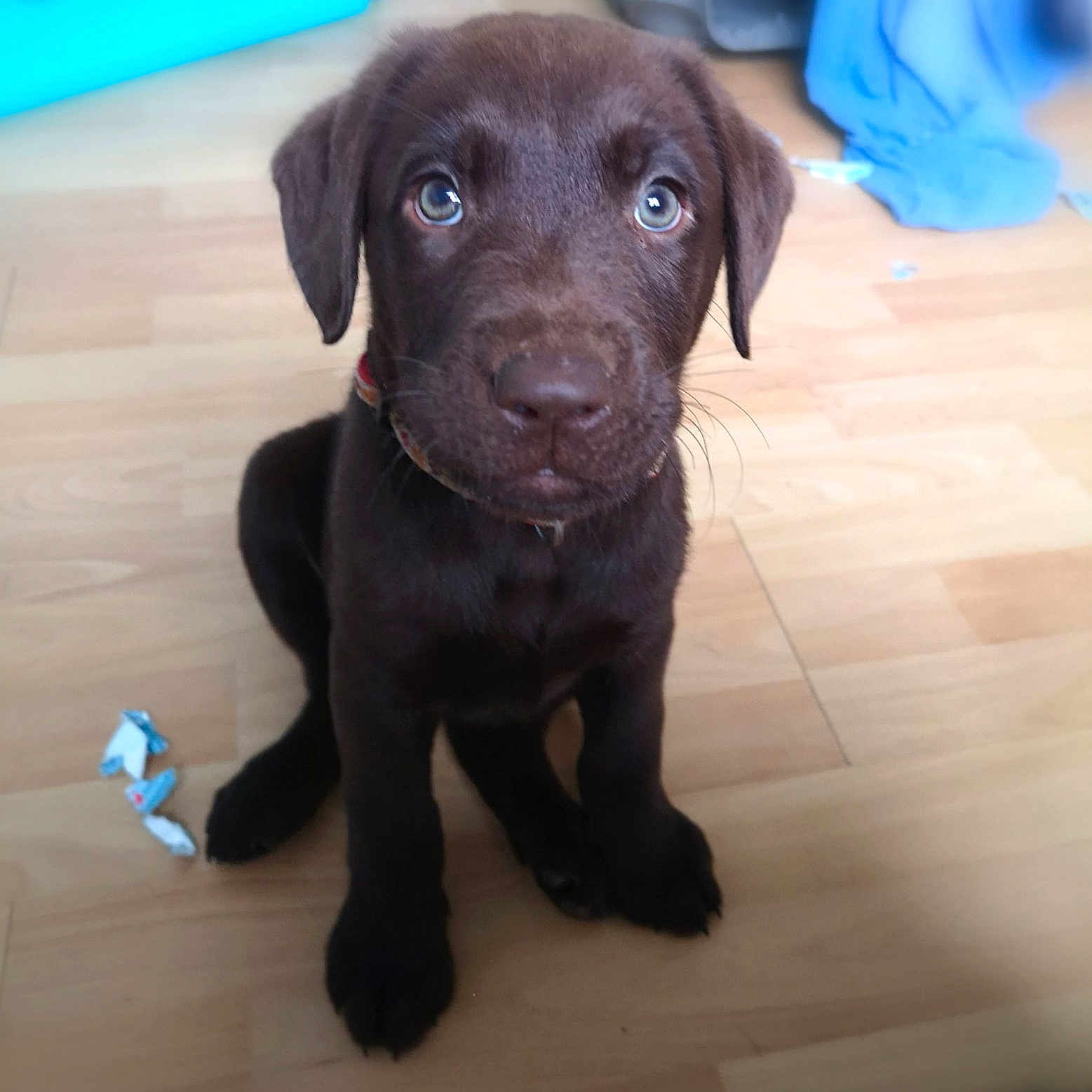 Aby a rejoint le concours — aidez-le/la à gagner de superbes lots ! animal, canine, dog, hardwood, hound, labradorretriever, pet, puppy, whitedog, wood