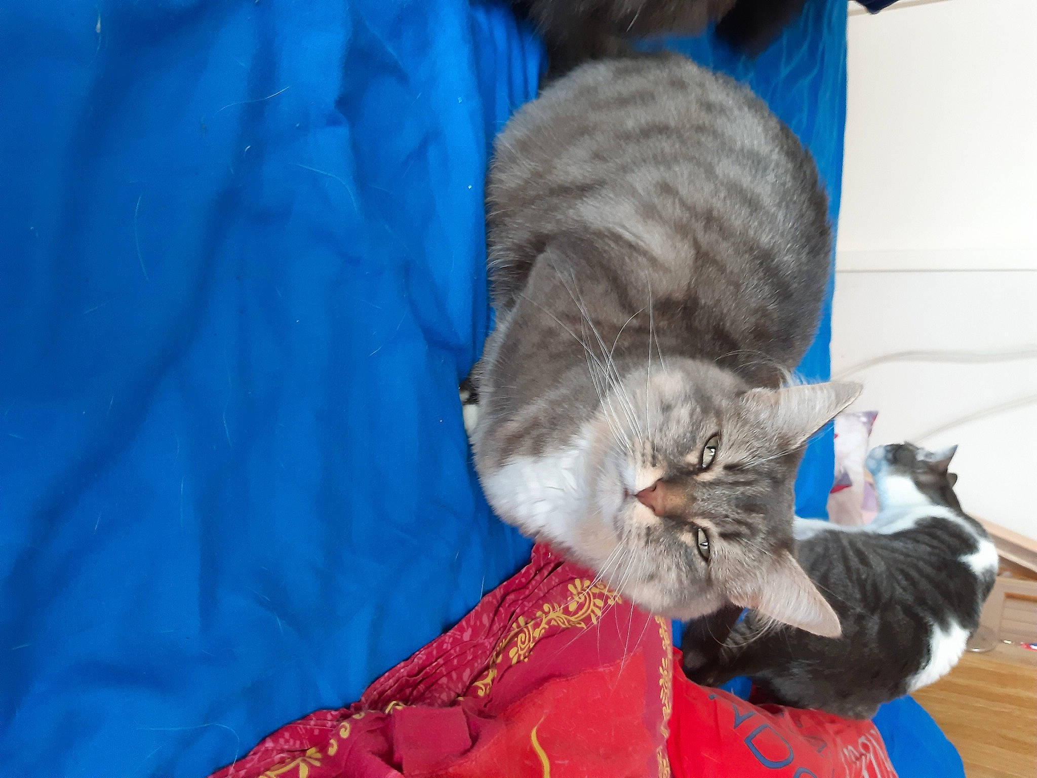 Minnie a rejoint le concours — aidez-le/la à gagner de superbes lots ! asian, blue, carnivore, cat, domestic_short_haired_cat, european_shorthair, felidae, fur, kitten, norwegian_forest_cat, pixie_bob, ragamuffin, siberian, small_to_medium_sized_cats, tail, whiskers