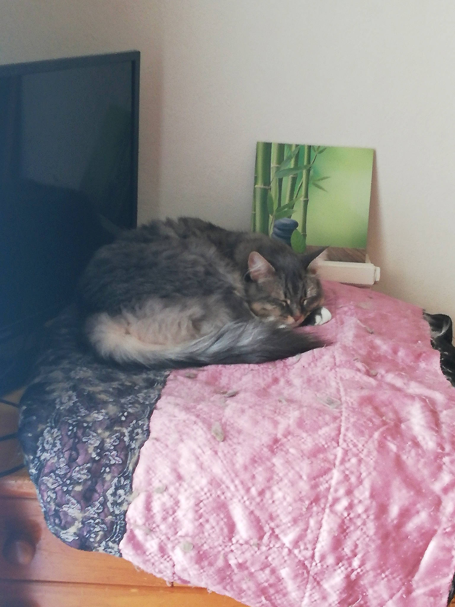 Minnie participe au concours pour gagner de l'argent avec cette photo : bed, bed_sheet, bedding, bedroom, carnivore, cat, comfort, ear, european_shorthair, felidae, fur, furniture, linens, nap, room, skin, sleep, small_to_medium_sized_cats, textile, whiskers