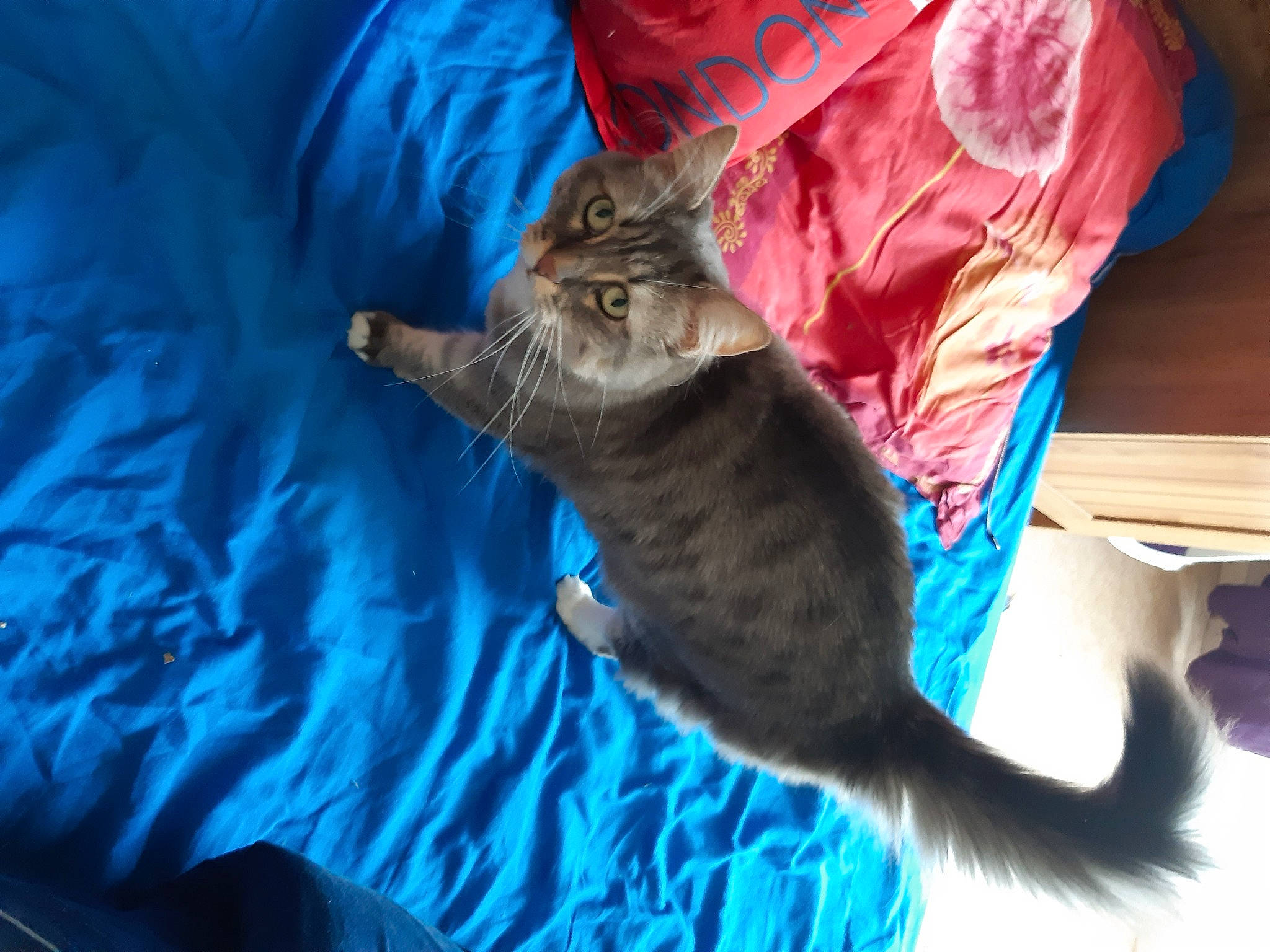 Minnie participe au concours pour gagner de l'argent avec cette photo : blue, carnivore, cat, domestic_short_haired_cat, european_shorthair, felidae, fur, kitten, maine_coon, mammal, nebelung, norwegian_forest_cat, small_to_medium_sized_cats, tail, vertebrate, whiskers