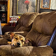 Chase is registered to the contest to win money with this photo: dog, recliner, brown, couch, indoor, living_room, photograph, painting, toy, fire_station, framed_photos, relaxed, sleepy, furniture, home_decor, pet, canine, cozy, portrait, animal