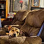 dog, recliner, brown, couch, indoor, living_room, photograph, painting, toy, fire_station, framed_photos, relaxed, sleepy, furniture, home_decor, pet, canine, cozy, portrait, animal