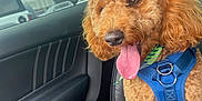 Miko is registered to the contest to win money with this photo: blue_harness, brown_fur, canine, car_seat, close_up, cloudy_sky, companion, curly_fur, dog, domestic_animal, friendly, happy, leather_seat, parking_lot, pet, seatbelt, sitting, tongue_out, vehicle_interior, window