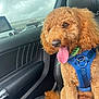 blue_harness, brown_fur, canine, car_seat, close_up, cloudy_sky, companion, curly_fur, dog, domestic_animal, friendly, happy, leather_seat, parking_lot, pet, seatbelt, sitting, tongue_out, vehicle_interior, window