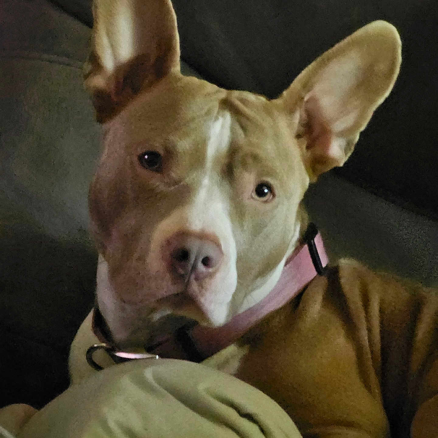 Zena Skipper is registered to the contest to win money with this photo: animal, brown, calm, canine, close_up, collar, companion, cute, dog, domestic, ears, face, fur, indoor, looking, mammal, pet, portrait, resting, white