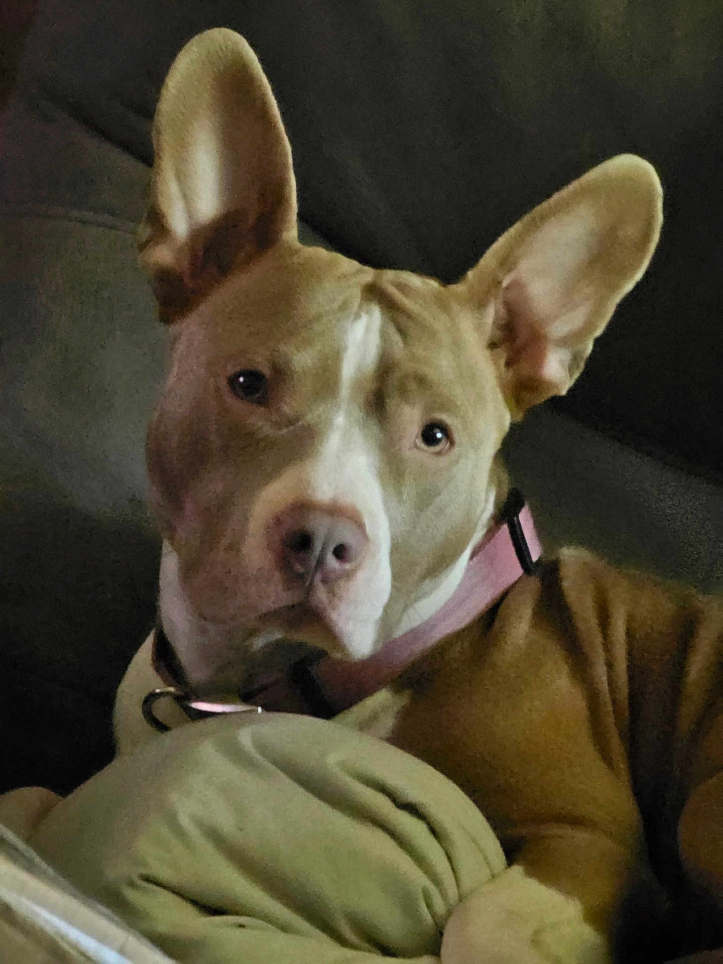 Zena Skipper