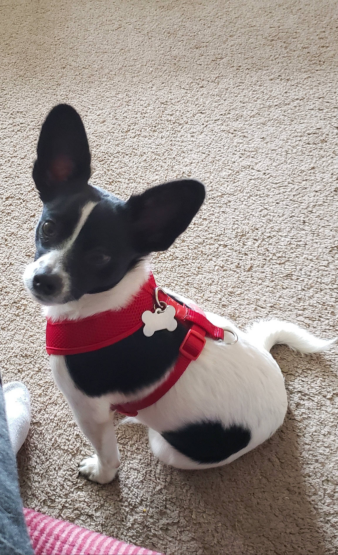 Jake joined the competition — help win amazing prizes! canidae, cardigan_welsh_corgi, carnivore, chihuahua, companion_dog, corgi_chihuahua, dog, dog_breed, dog_clothes, mammal, miniature_fox_terrier, pembroke_welsh_corgi, puppy, rat_terrier, snout, teddy_roosevelt_terrier, tenterfield_terrier, toy_fox_terrier, vertebrate, welsh_corgi