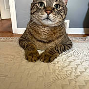 Lou is registered to the contest to win money with this photo: cat, tabby_cat, pet, animal, indoor, close_up, portrait, feline, whiskers, paws, quilt, bedspread, gray_wall, door_frame, curious, resting, domestic_cat, fur, green_eyes, cute