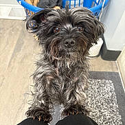 Pepper is registered to the contest to win money with this photo: dog, pet, black_dog, gray_dog, scruffy, fur, indoor, laundry_basket, clothes, floor, rug, knees, looking_up, close_up, animal, companion, curious, home, cute, waiting