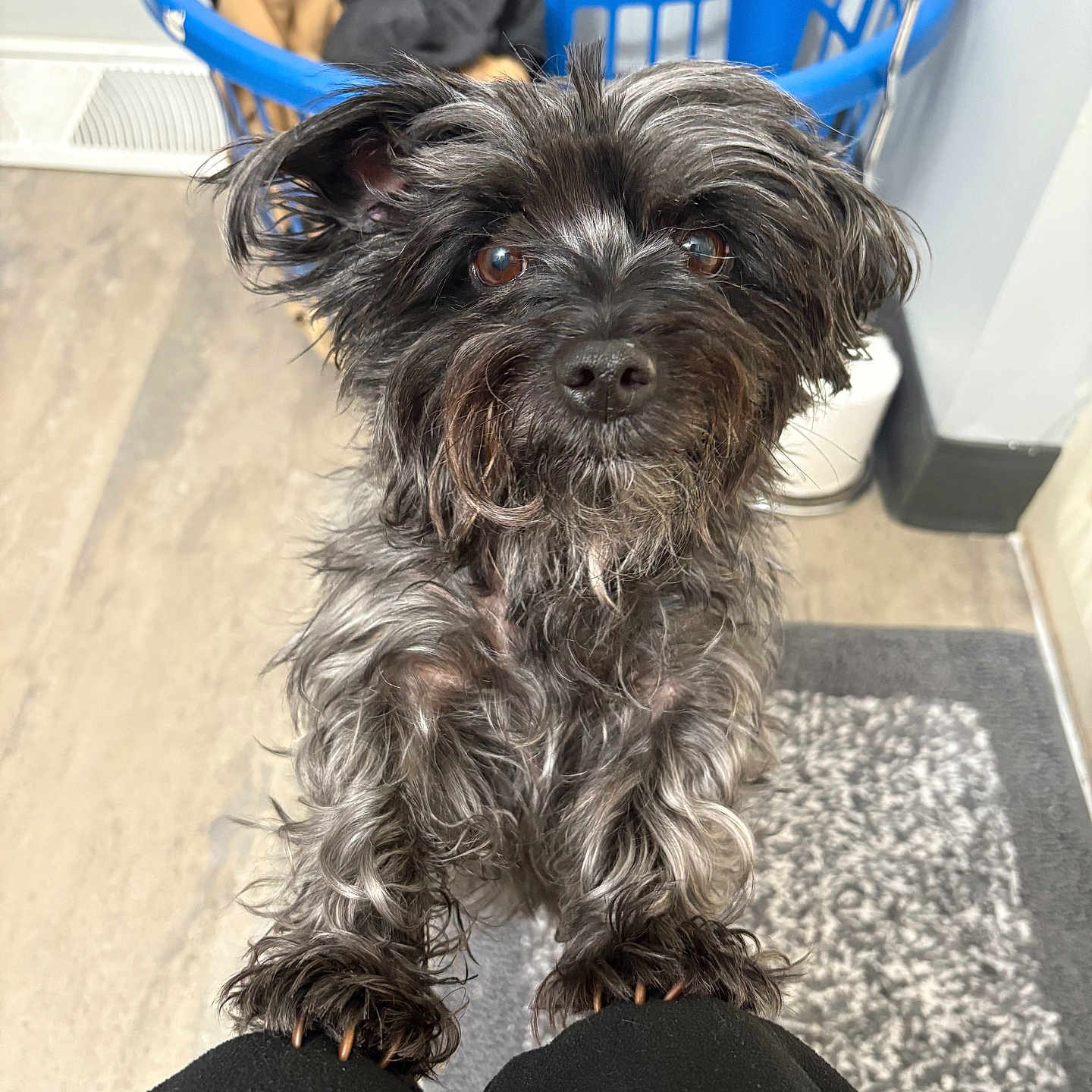 Pepper