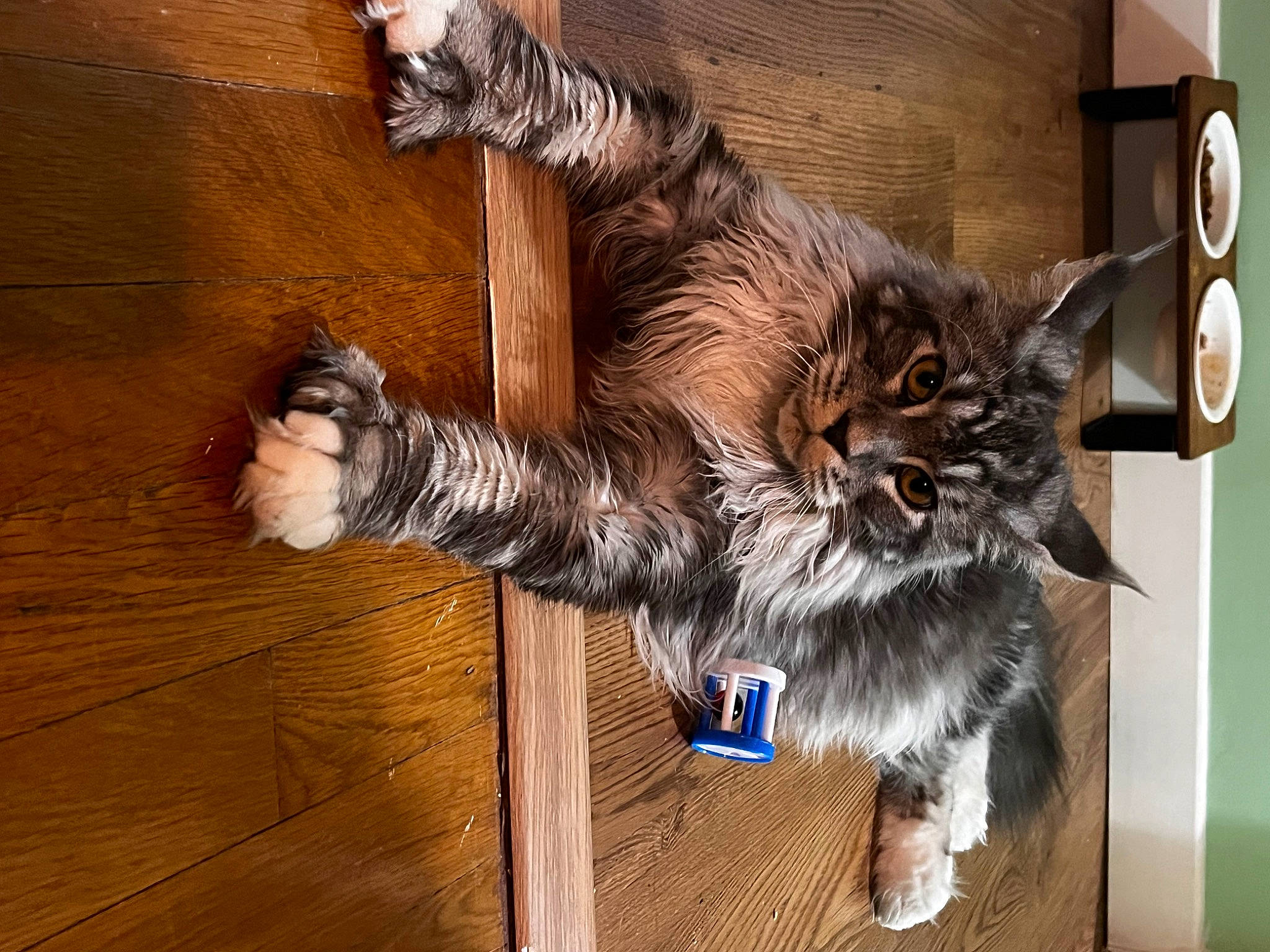 Ubbe participe au concours pour gagner de l'argent avec cette photo : carnivore, cat, claw, dog_breed, domestic_short_haired_cat, fawn, felidae, flooring, fur, hardwood, human_leg, small_to_medium_sized_cats, snout, sporting_group, tail, terrestrial_animal, varnish, whiskers, wood, wood_stain