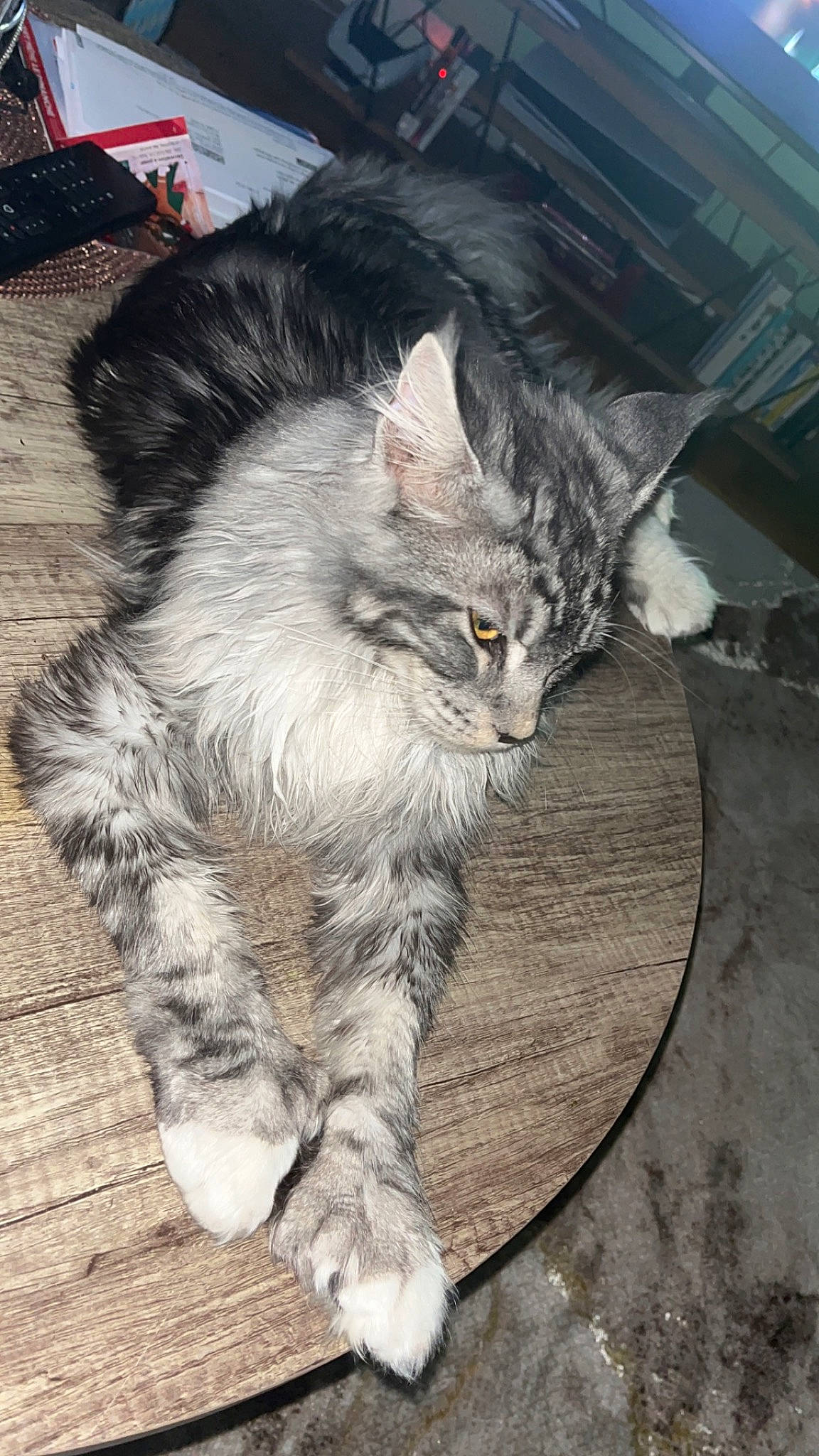 Ubbe a rejoint le concours — aidez-le/la à gagner de superbes lots ! carnivore, cat, claw, domestic_short_haired_cat, fawn, felidae, flooring, fur, grey, hardwood, maine_coon, paw, plant, small_to_medium_sized_cats, snout, tail, terrestrial_animal, whiskers, wood