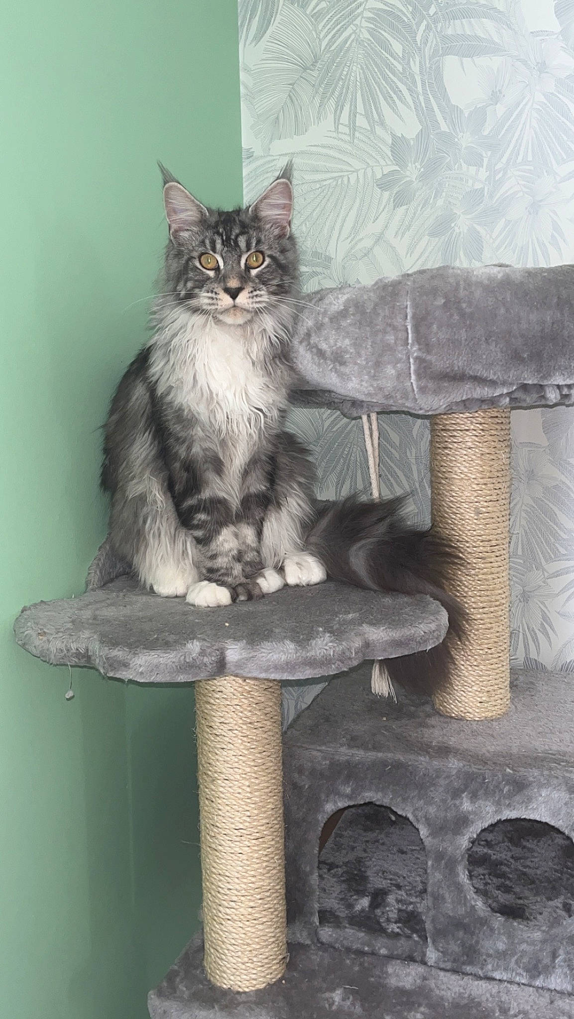 Ubbe a rejoint le concours — aidez-le/la à gagner de superbes lots ! carnivore, cat, cat_supply, claw, domestic_short_haired_cat, felidae, fur, gas, grey, metal, sitting, small_to_medium_sized_cats, snout, tail, terrestrial_animal, whiskers, wood