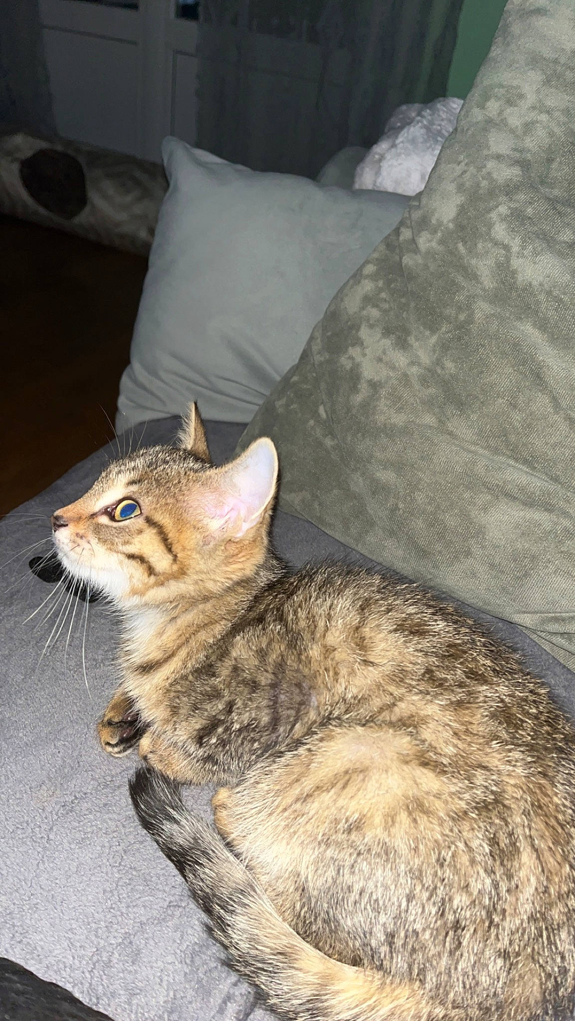 Ulysse a rejoint le concours — aidez-le/la à gagner de superbes lots ! carnivore, cat, claw, comfort, couch, domestic_short_haired_cat, fawn, felidae, fur, paw, pillow, sitting, small_to_medium_sized_cats, snout, tail, terrestrial_animal, throw_pillow, whiskers, wildlife