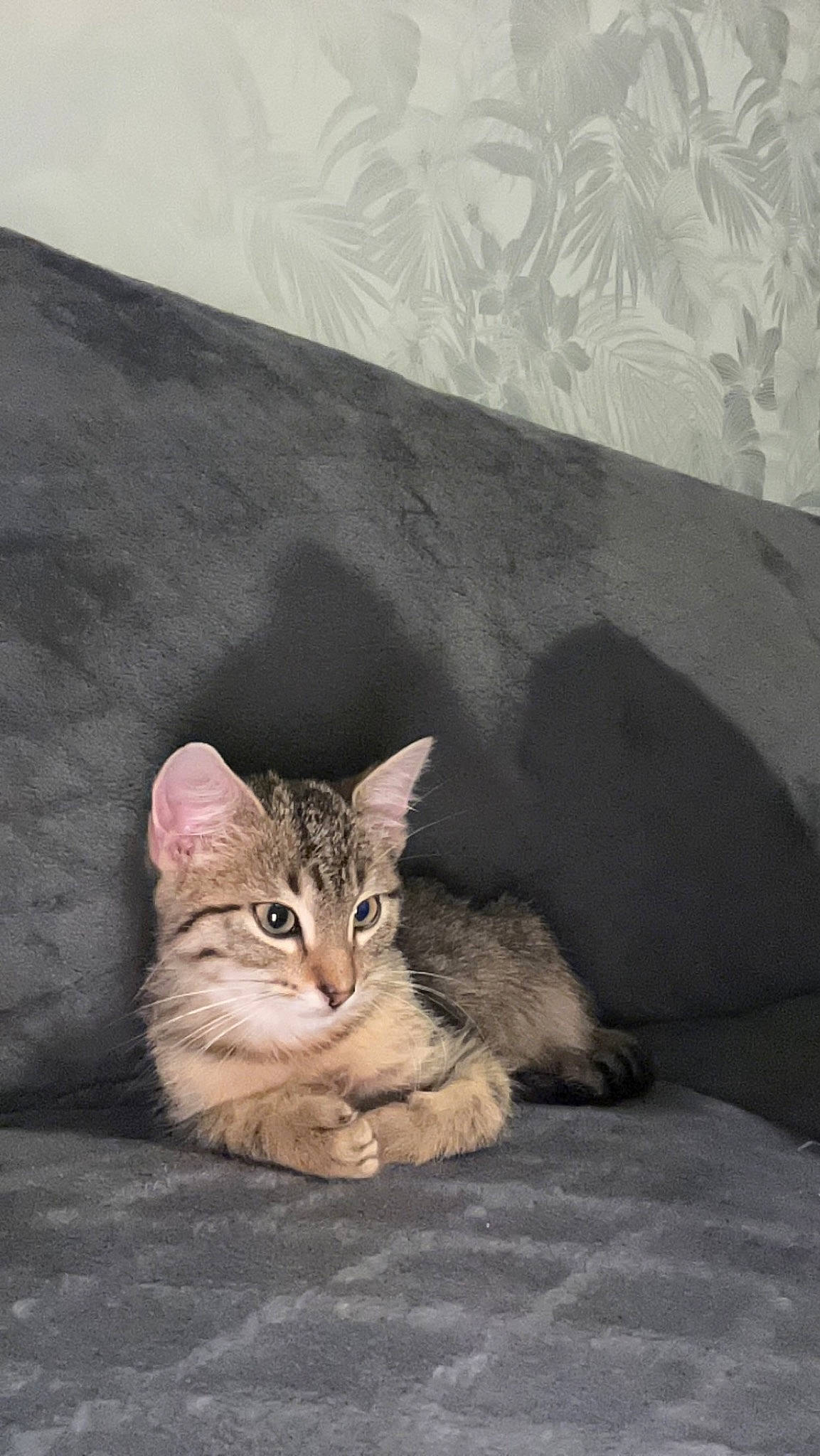 Ulysse participe au concours pour gagner de l'argent avec cette photo : carnivore, cat, claw, domestic_short_haired_cat, door, fawn, felidae, fur, paw, sitting, small_to_medium_sized_cats, tail, terrestrial_animal, whiskers, wildlife, window